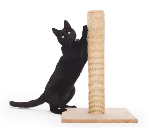 The Science Behind the Magical Feline Scratching Mat's Irresistible Appeal